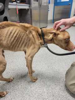 Emaciated Dog Dumped At Manassas Clinic ‘Humanely Euthanized,’ Police Say