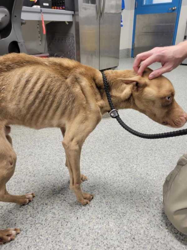 Emaciated Dog Dumped At Manassas Clinic ‘Humanely Euthanized,’ Police Say