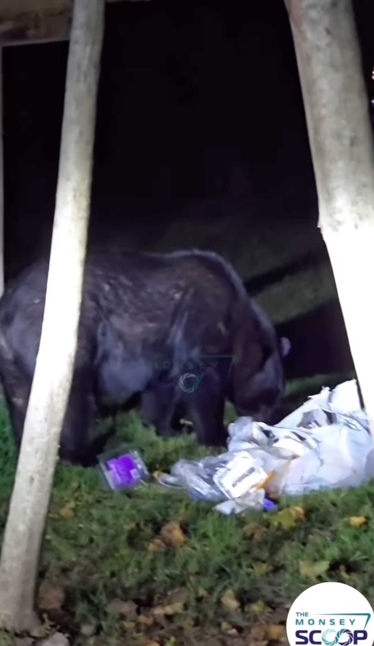 A huge black bear was seen snacking under a Rockland County porch. A huge black bear was seen snacking under a Rockland County porch.