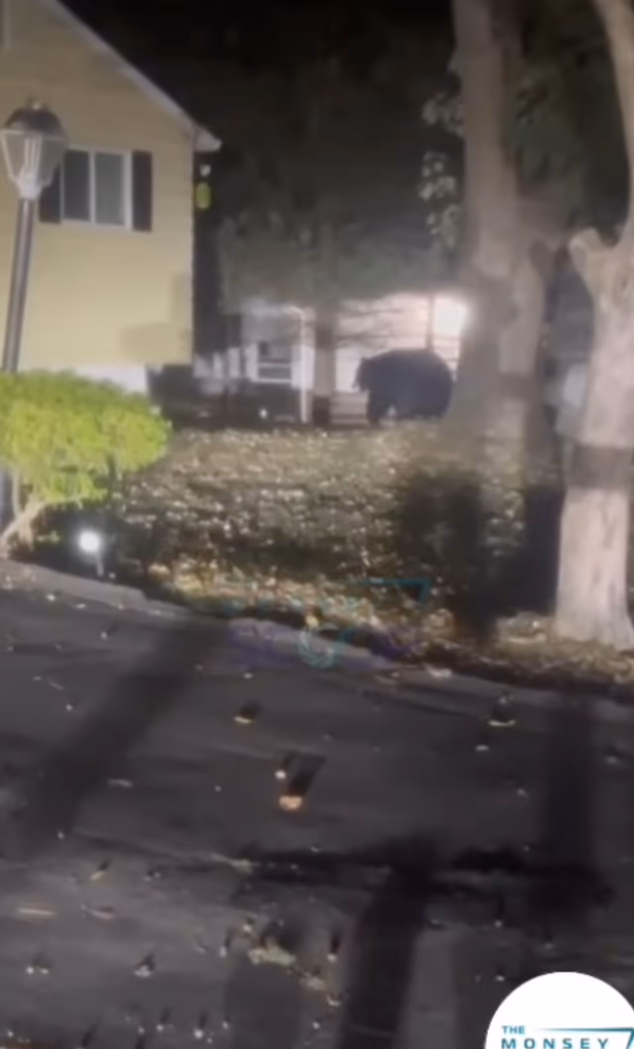 The bear was seen near Laurie Lane and West Maple Avenue in Monsey. 