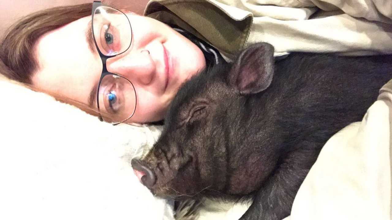Oliver the pig.
  
 Oliver the pig.