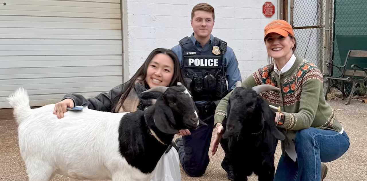 The goats were found in Ellicott City by some passersby.&nbsp;