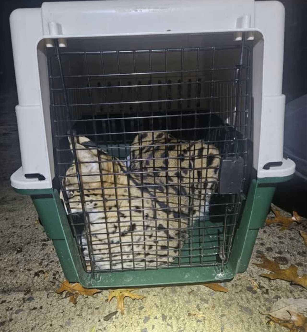 One of the two recovered African Servals who escaped after a windstorm smashed open the enclosure. 