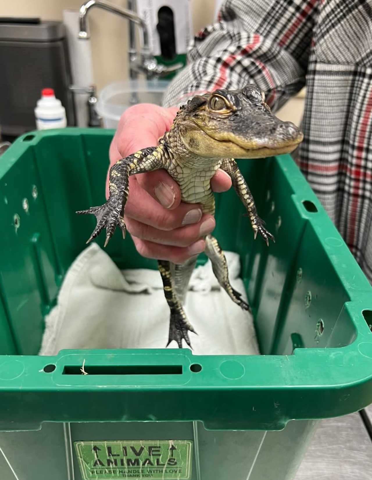 Veterinarians at the New England Wildlife Center are treating the aptly named Charles for a respiratory infection it picked up while in the frigid Charles River waters.&nbsp;