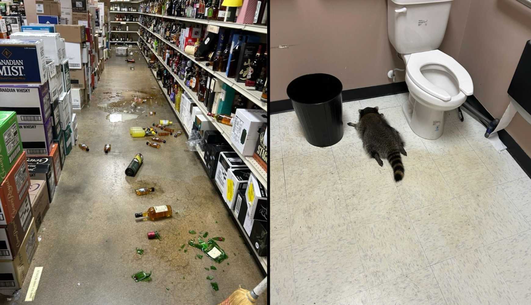 
The raccoon had a little bit too much to drink in Virginia.
