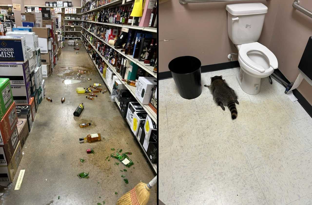 The raccoon had a little bit too much to drink in Virginia.