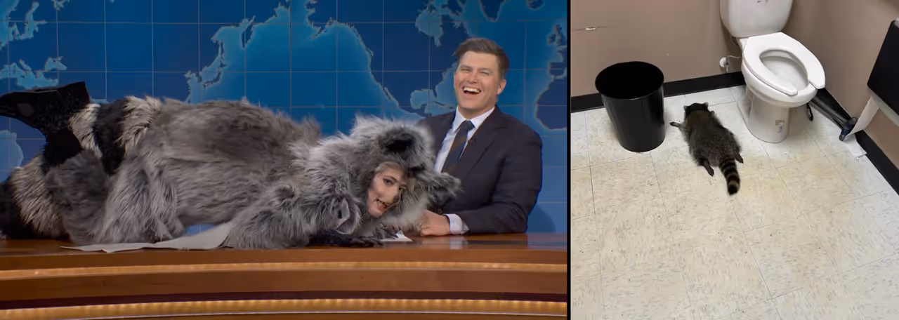 The drunk raccoon is now a national story. The drunk raccoon is now a national story.