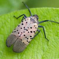 Invasive Species Set To Spread This Summer: What To Watch