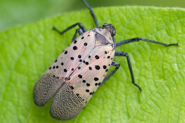 Invasive Species Set To Spread This Summer: What To Watch