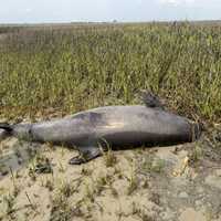 Gruesome Dolphin Decapitation On Remote East Coast Island Sparks Federal Probe