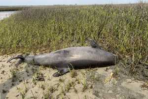 Gruesome Dolphin Decapitation On Remote East Coast Island Sparks Federal Probe