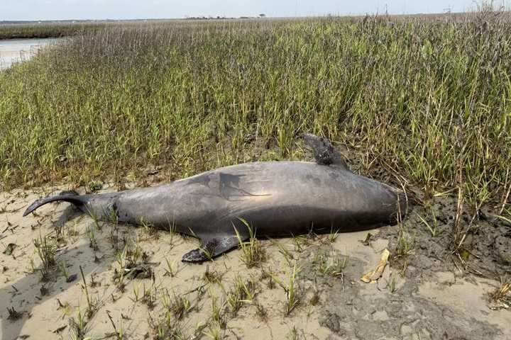 Gruesome Dolphin Decapitation On Remote East Coast Island Sparks Federal Probe