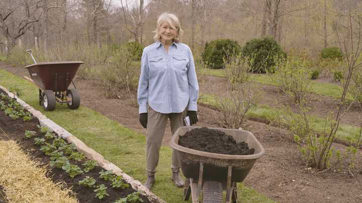An image from "Martha Gardens." 