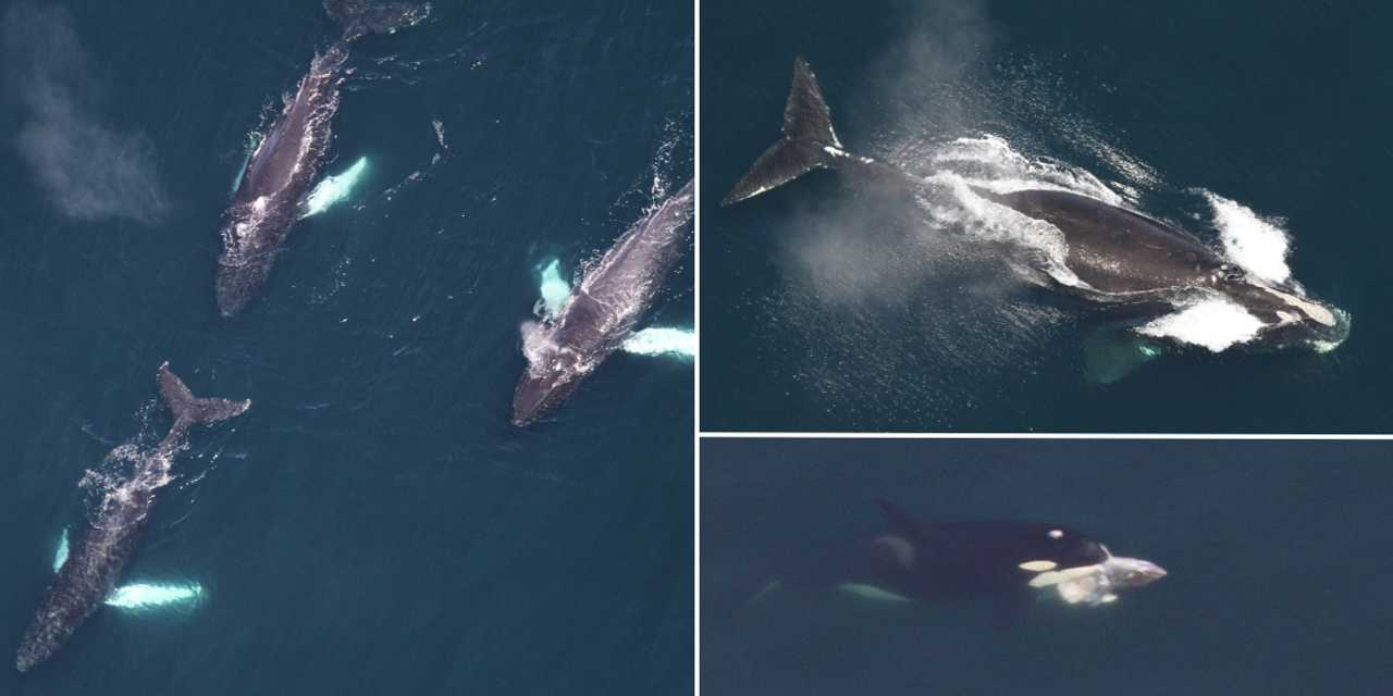 Researchers Spot 161 Whales, Including 7 Different Species, Off Mass ...