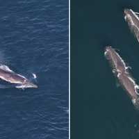 <p>Researchers spotted 161 whales, comprising seven species, south of Martha's Vineyard in June 2024.</p>