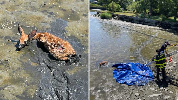 The deer was rescued from Mill Pond in New Rochelle.&nbsp;