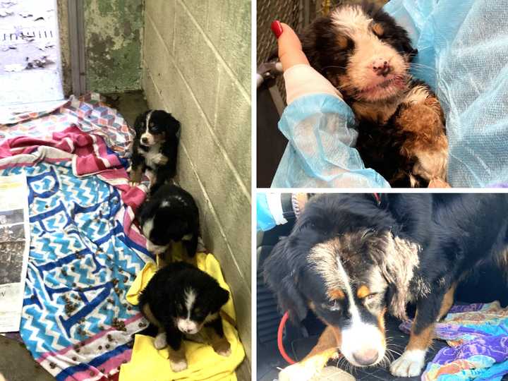 SPCA officials released images of the&nbsp;Bernese Mountain Dogs found suffering from&nbsp;Distemper Virus.&nbsp;