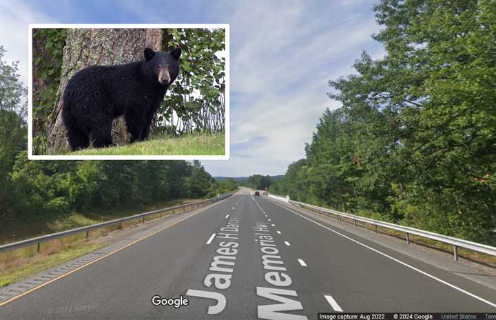 The bear was hit on Route 8 South in Torrington near Exit 45.&nbsp;