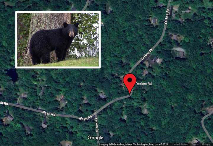 The bear was seen in the area of Yerkes Road in North Salem.