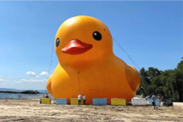 Spec-Quack-ular: 'World's Largest Rubber Duck' Coming To Rye Playland