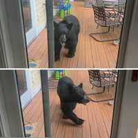 <p>The bear was seen taking a peek inside the home.</p>