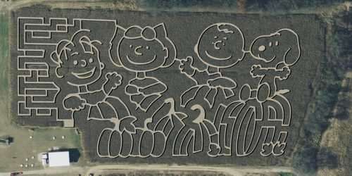 'Peanuts'-Themed Corn Mazes At NY Farms Commemorate Beloved Comic's ...