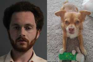 Suffolk County Man Will Never Own Animal After Confessing He Beat Chihuahua To Death