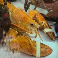 Ultra Rare Orange Lobster Rescued From Southampton Stop & Shop