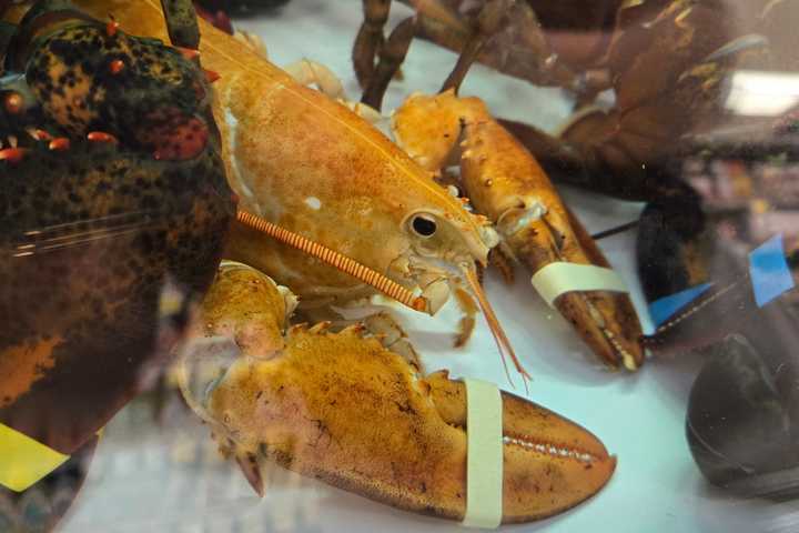 Ultra Rare Orange Lobster Rescued From NY Stop & Shop