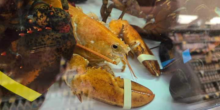 &nbsp;"Clementine," a rare orange lobster that was rescued from a Stop &amp; Shop in Southampton.&nbsp;