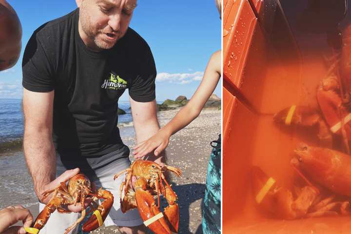 New Lobster Tales: 2 More Rare Orange Crustaceans Found In Setauket, Northport