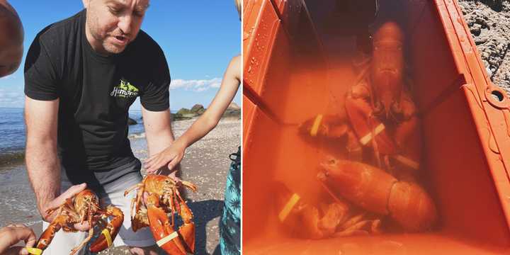 Two more rare orange lobsters were released into Long Island Sound after being found at local businesses.