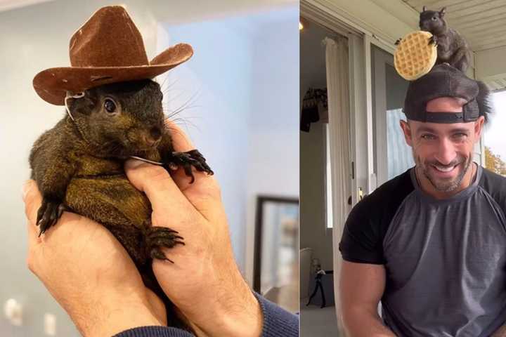 Euthanasia Of 'Peanut The Squirrel' Sparks Viral Outrage; Lawmaker Demands Investigation