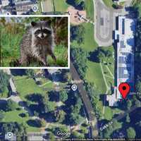 Rabid Raccoon Seen 'Acting Aggressively' Near School In Region