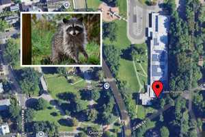 Rabid Raccoon Seen 'Acting Aggressively' Near School In Westchester