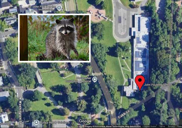 The rabid raccoon was found near the John Paulding School in Tarrytown.&nbsp;