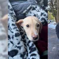 <p>The third dog was found alive but injured hours after the crash.</p>