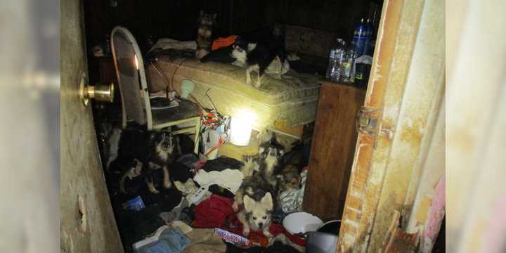 Multiple dogs were reportedly found living in squalid conditions inside a Centereach home on Saturday, Nov. 23.&nbsp;
  
