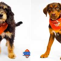 2 Westchester Dogs To Star In Animal Planet's 'Puppy Bowl'