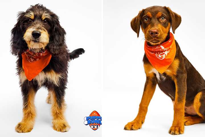 2 Westchester Dogs To Star In Animal Planet's 'Puppy Bowl'