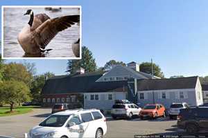 Bird Flu Found In Goose At Farm In Brewster: Here's Who Is At Risk