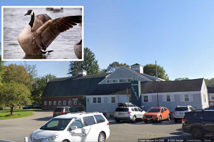 Bird Flu Found In Goose At Farm In Brewster: Here's Who Is At Risk