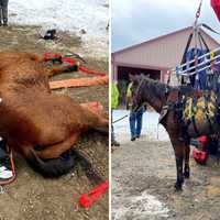 Putnam Rescuers Lift Fallen Horses To Safety After Slips On Ice