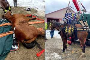 Putnam Rescuers Lift Fallen Horses To Safety After Slips On Ice