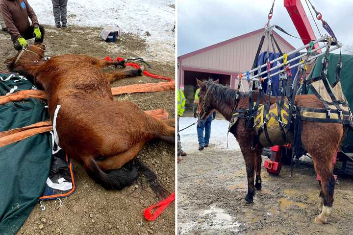 Rescuers Lift Fallen Horses To Safety After Slips On Ice In Dutchess