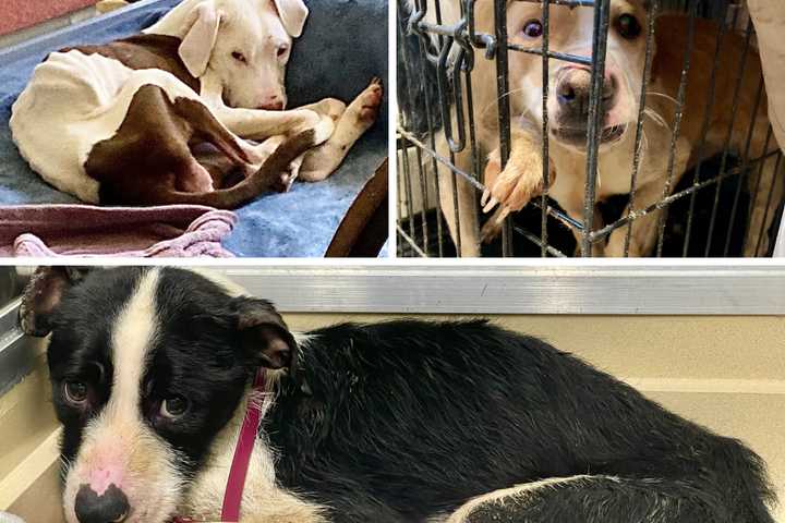 Animal Cruelty Case: Dog Found In Peekskill Had 'Life Of Starvation, Negligence', DA Says