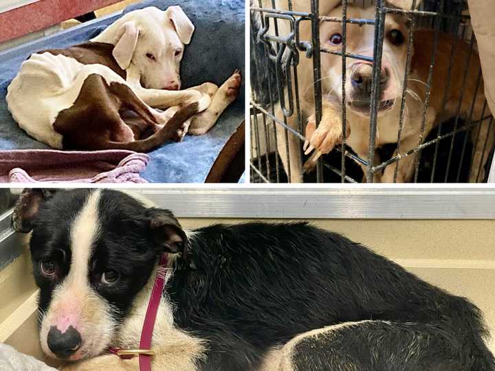 Gracie (top left), Lana (top right), and Giru were found starved in filthy conditions in a Peekskill apartment, SPCA officials said.