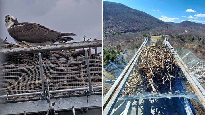 Thanks to a new nest platform (right), Ospreys will now be able to nest on the Bear Mountain Bridge without knocking branches onto the roadway below. 