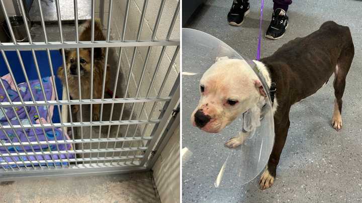 Elly (left) and Milo (right) were both found neglected in Carmel parking lots, SPCA officials said. 