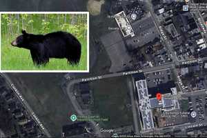 Bear Spotted Near Haverstraw Elementary Prompts Safety Protocol Activation